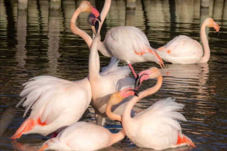 flamant rose